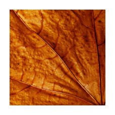 TOBACCO